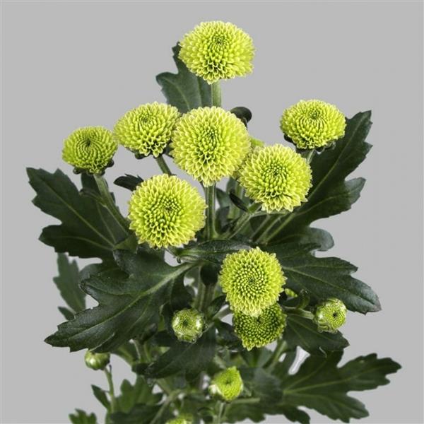 Хризантема черенок Calimero Minty (зеленая)