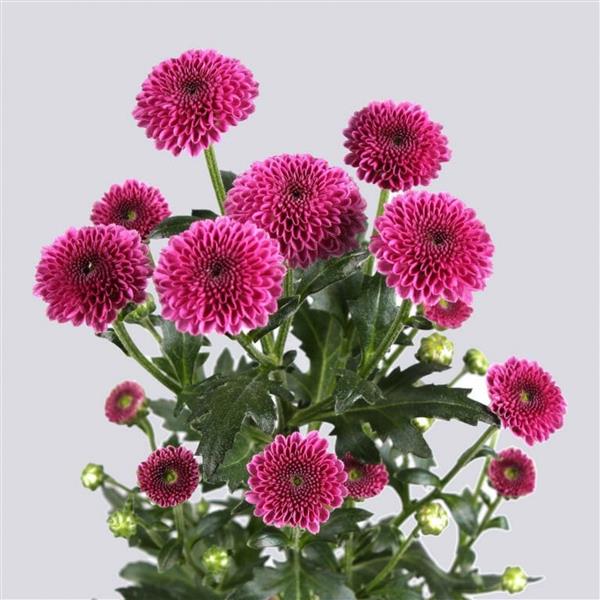 Хризантема черенок Calimero Dark Pink (темно-розовая)