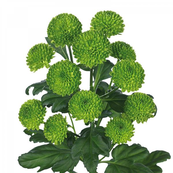 Хризантема черенок Country (зеленая)