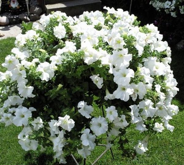 Петуния ампельная Conchita Grande White (белая)