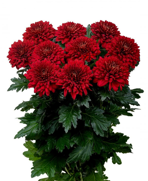 Хризантема саженец Rabelo (красная)