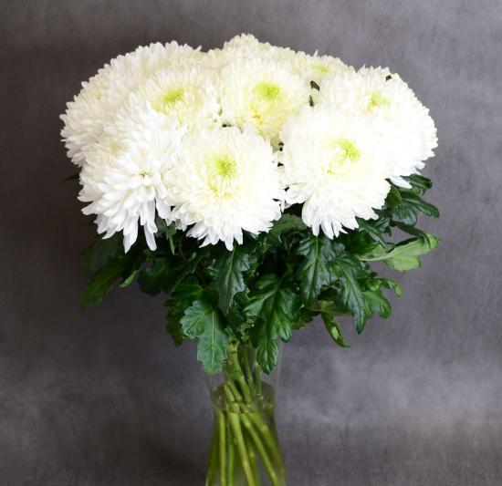 Хризантема черенок Antonov White (белая)