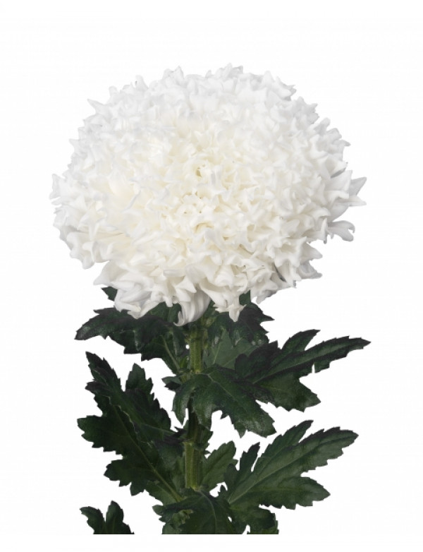 Хризантема саджанець Einstein (біла)