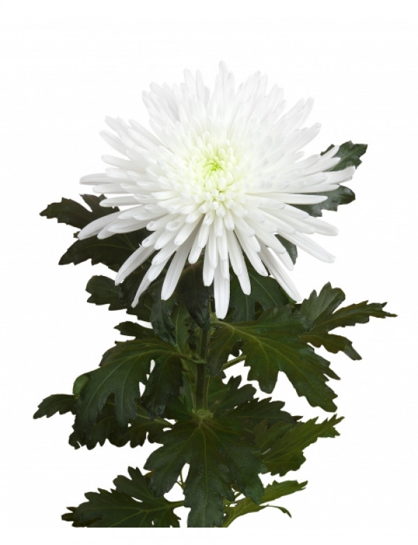 Хризантема черенок Topspin (белая)