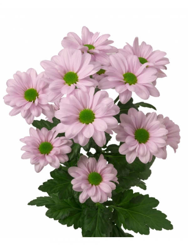 Хризантема черенок Kennedy Rosy (розовая)