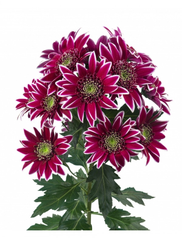 Хризантема черенок Bolte