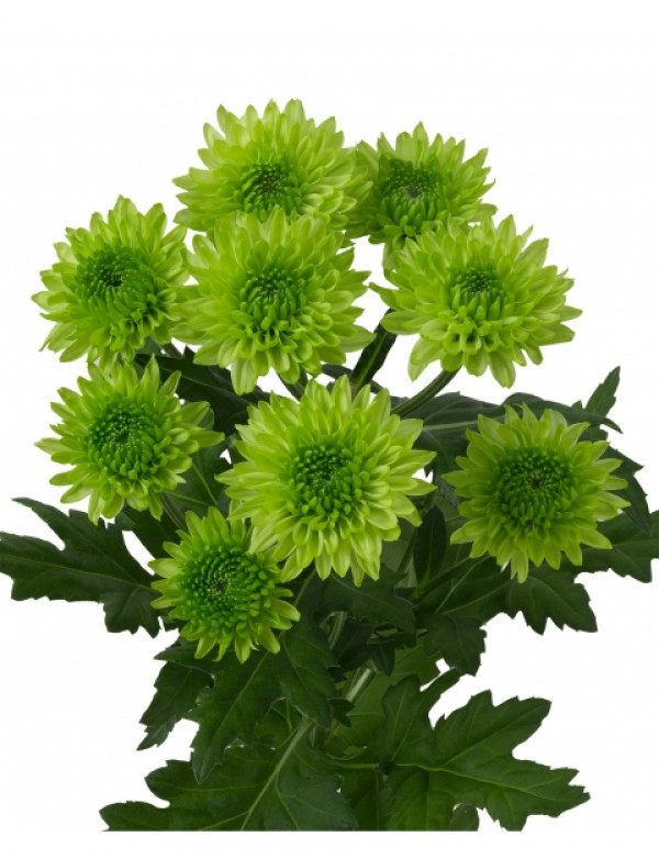 Хризантема черенок Avocado (зеленая)