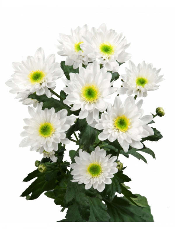 Хризантема черенок Mona Lisa White (белая)