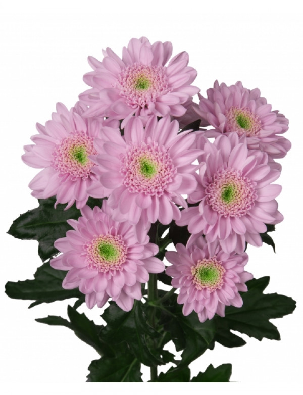 Хризантема черенок Optimist (розовая)