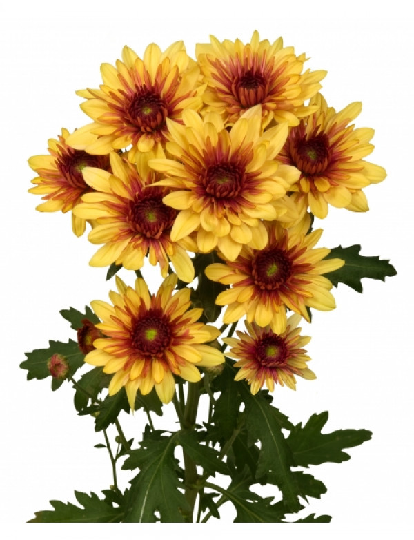 Хризантема черенок Podolsk Yellow (красно-желтая)
