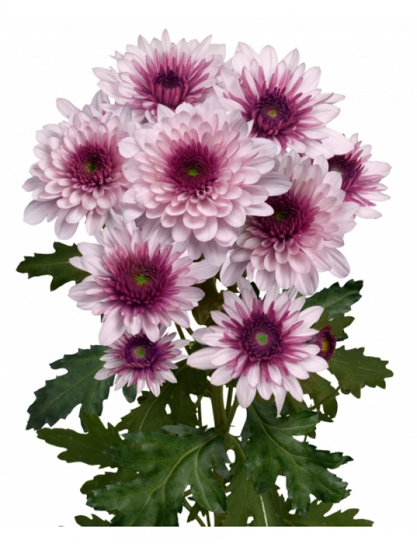 Хризантема черенок Podolsk Pink (розовая)