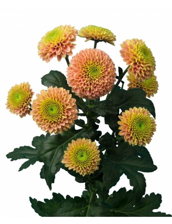Хризантема черенок Jeanny Peach (персиковая)