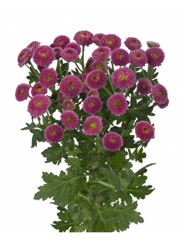Хризантема черенок Madiba Memba Purple (фиолетовая)