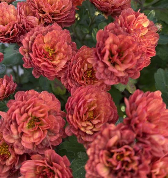 Хризантема черенок Gigi Orange