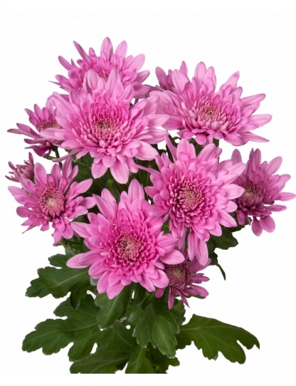 Хризантема черенок Bretagne Pink (розовая)