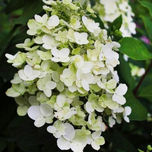 Гортензия метельчатая Unique (белая) 4-х летняя, в горшке