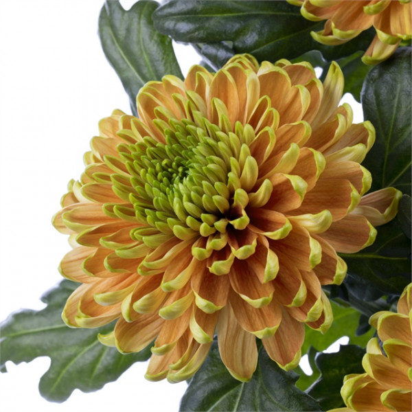 Хризантема черенок Rossano Elizabeth (оранжевая)