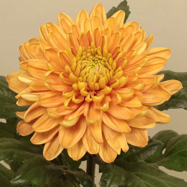 Хризантема черенок Rossano Orange (оранжевая)