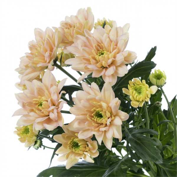 Хризантема черенок Baltica Salmon (лососевый)