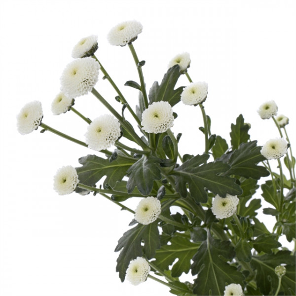 Хризантема черенок раняя Pizarro (белая)