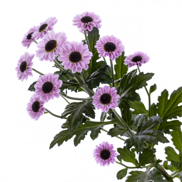 Хризантема черенок Yin Yang Pink (розовая)