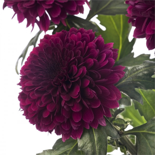 Хризантема черенок Barca Purple (фиолетовая)