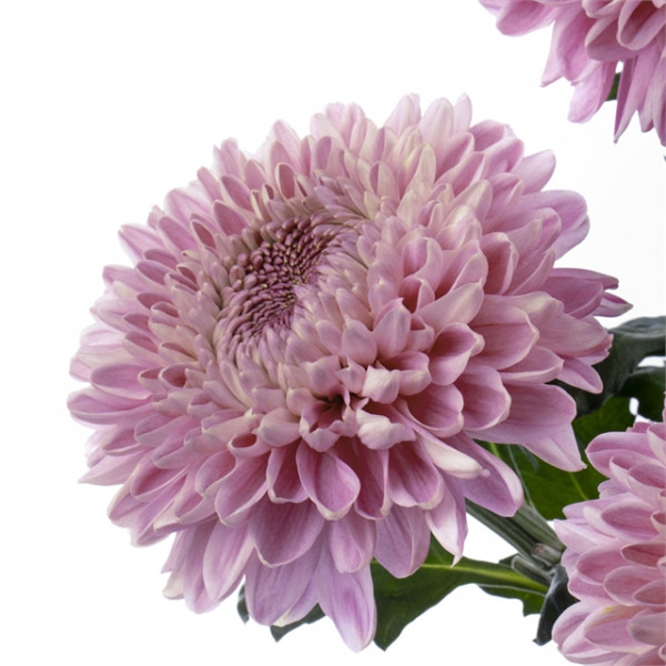 Хризантема черенок Baveno Dark (темно-розовая)