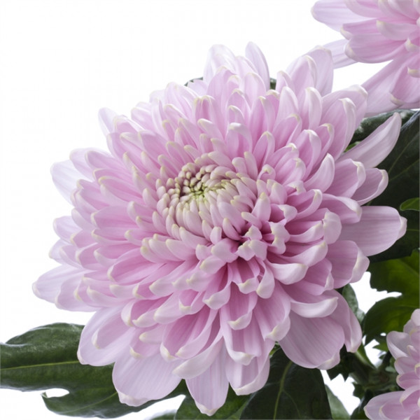 Хризантема черенок Rossano Pink (розовая)