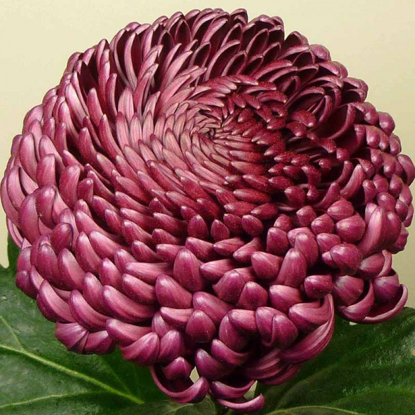 Хризантема черенок Bigoudi Purple (фиолетовый)