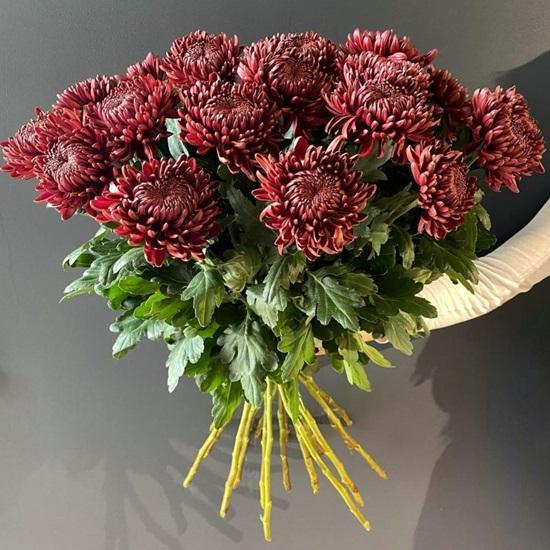 Хризантема черенок Bigoudi Red (красный)