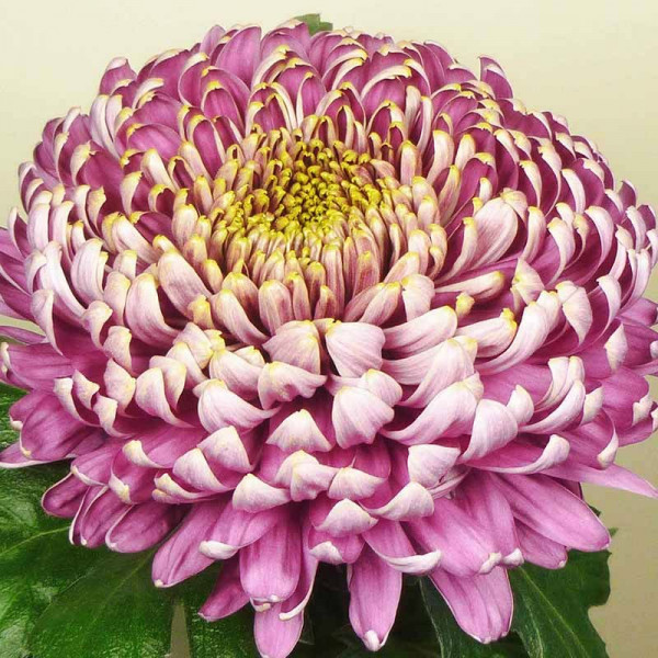 Хризантема черенок Bislet Lilac (фиолетовый)