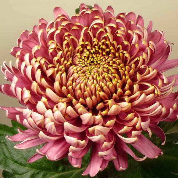 Хризантема черенок Bislet Pink (розовый)