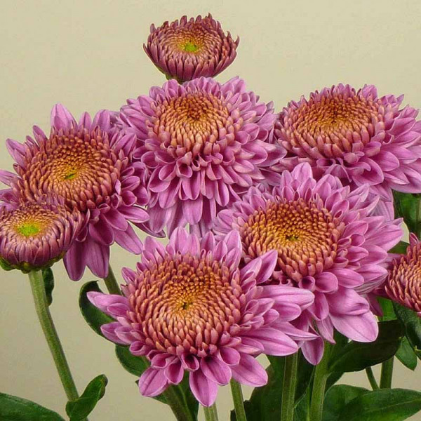 Хризантема черенок Blenda Purple (фиолетовый)