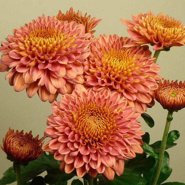 Хризантема черенок Blenda Salmon (лососевый)