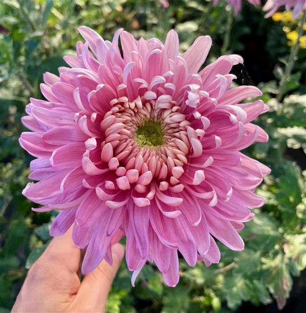 Хризантема черенок Holiday Purple NL (розово-фиолетовый)