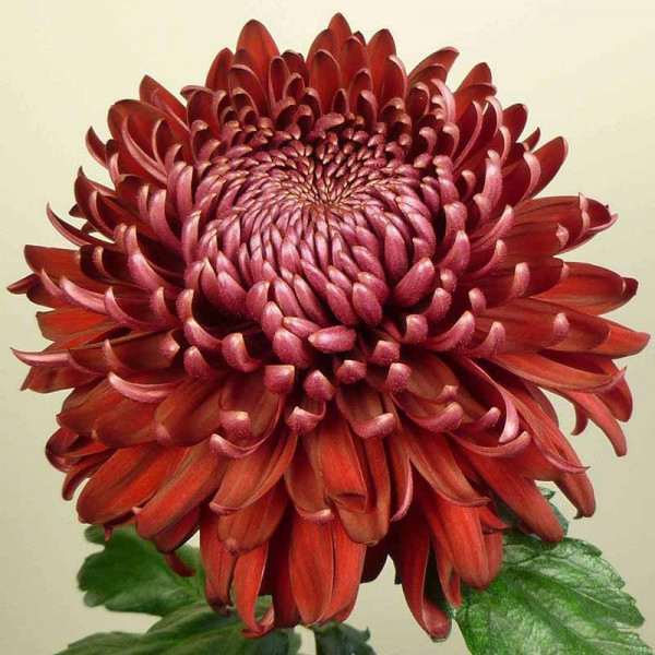 Хризантема черенок Regal Mist Red NL (красный)