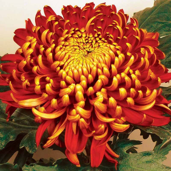 Хризантема черенок Tom Pearce Dark (теракоово-красный)