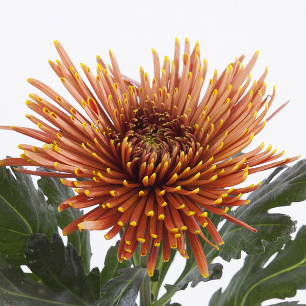 Хризантема черенок Tula Copper (теракоово-красный)