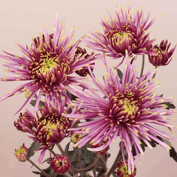 Хризантема черенок Tula Sharletta (фиолетово-белый)