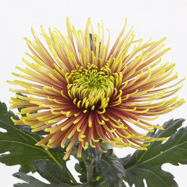 Хризантема черенок Tula Zoraya (желтый)