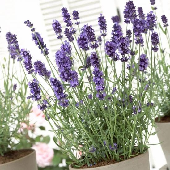 Лаванда Hidcote (синяя) рассада