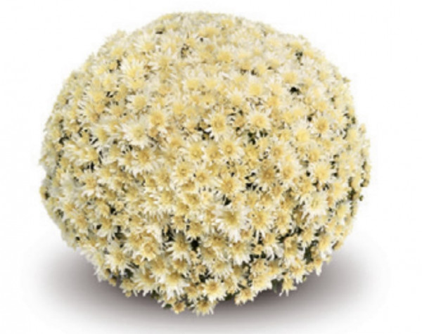 Хризантема черенок Arluno Vanila (красная)