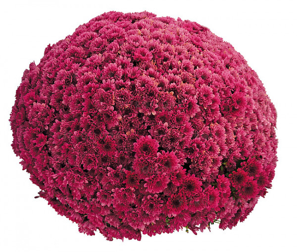 Хризантема черенок Sunbeam Lucky Purple раняя (фиолетовая)