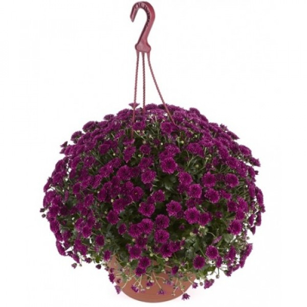 Хризантема ампельная черенок Skyfall Purple (фиолетовая)