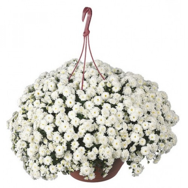 Хризантема ампельная черенок Skyfall White (белая)