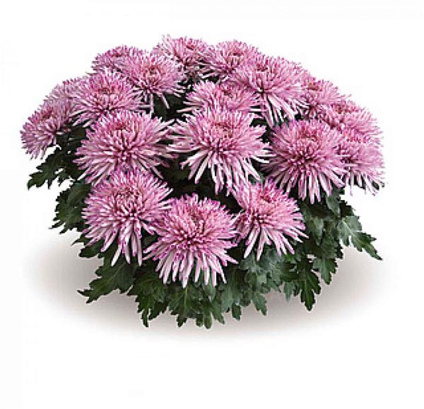 Хризантема саджанець Garba Rose (рожева)