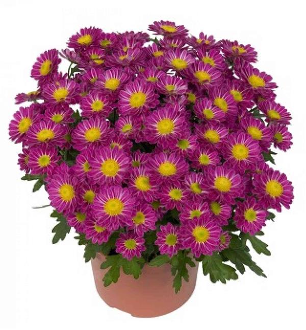 Хризантема саджанець Swifty Pink (рожева)