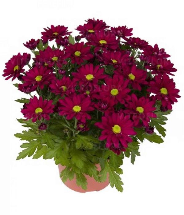 Хризантема саджанець Swifty (фіолетова)