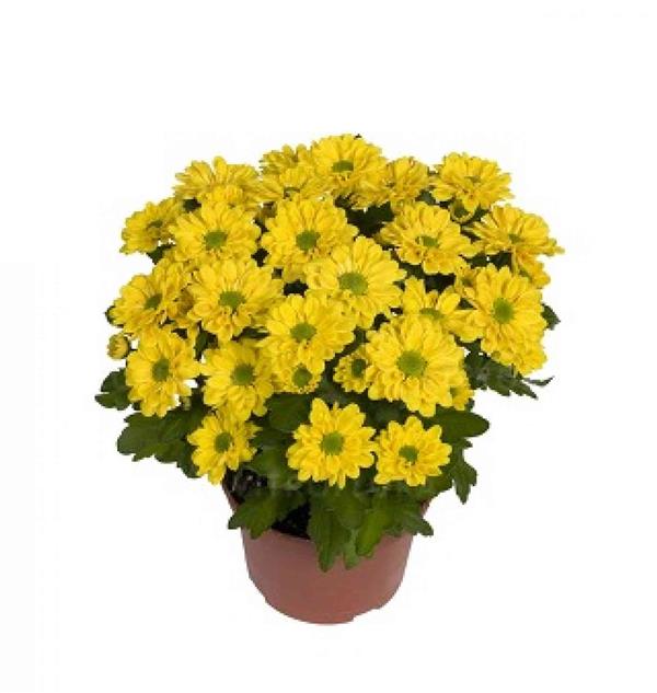 Хризантема саджанець Swifty Yellow (жовта)