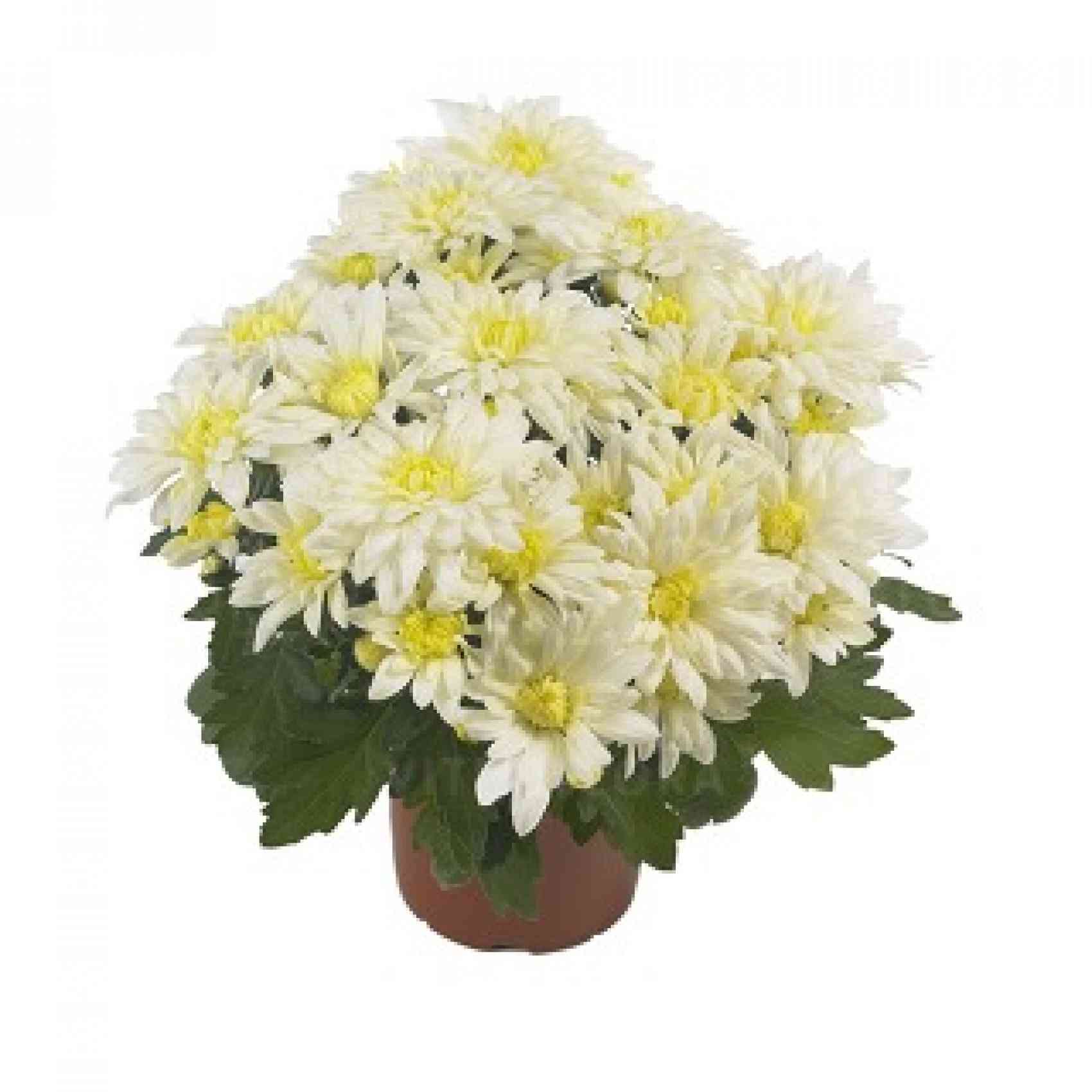 Хризантема черенок Mount Listou